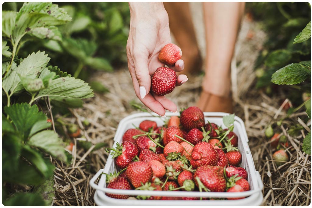 Strawberry Lunch Box